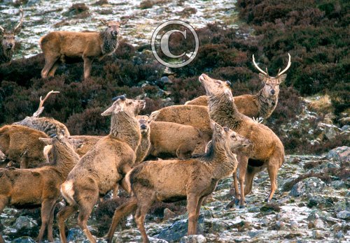 Red Stags Scotland DM0719